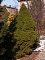 Picea glauca Conica IMG_4500 Świerk biały